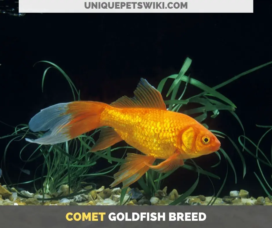 Comet goldfish breed