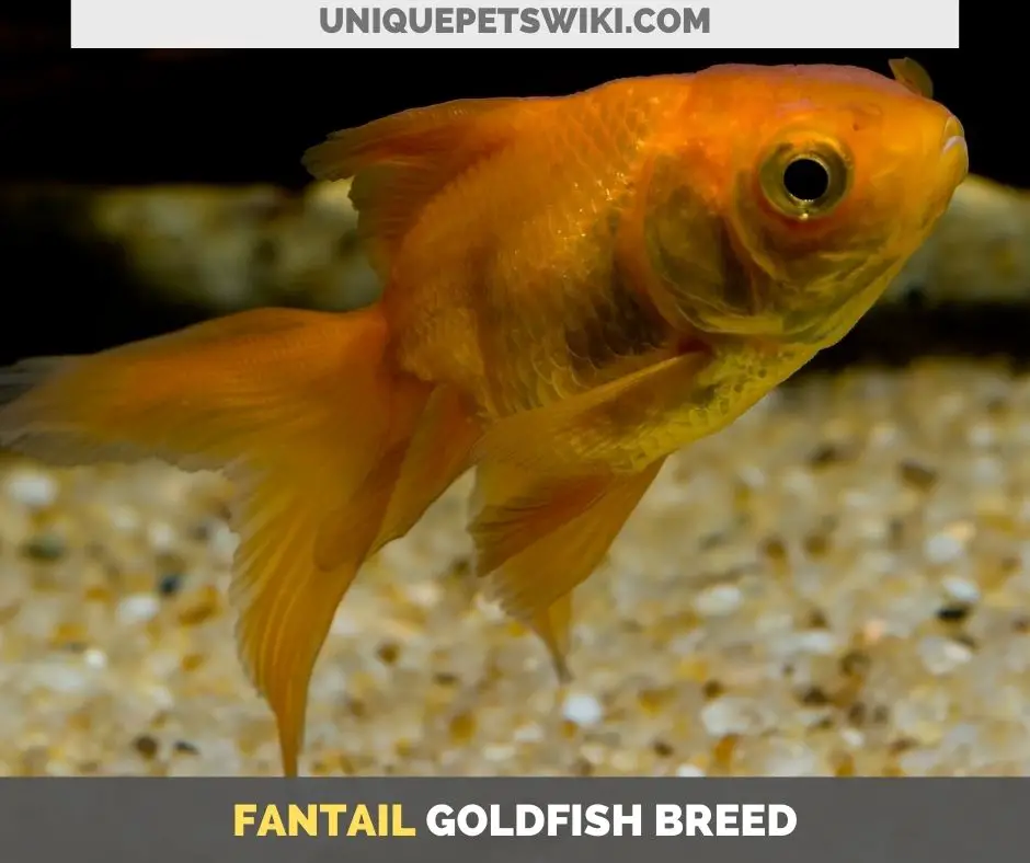 Fantail goldfish breed