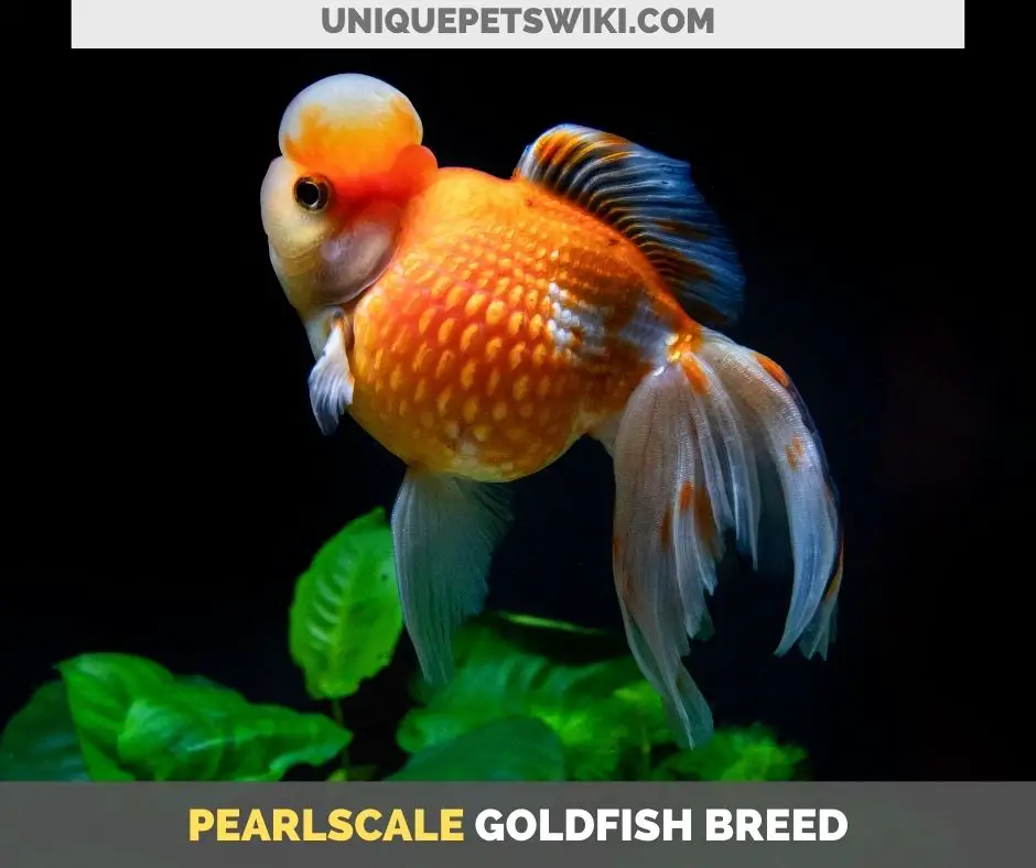 Pearlscale goldfish breed