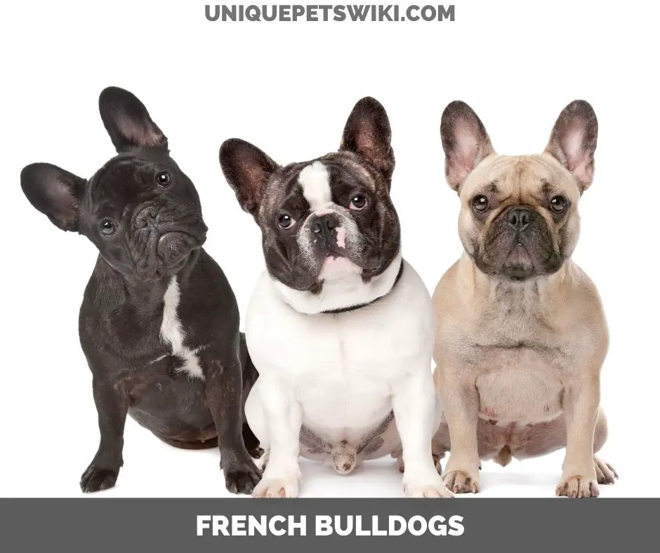 French Bulldog small dog breeds