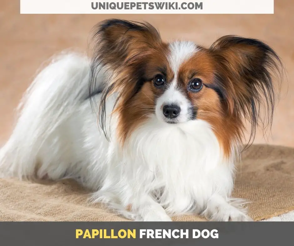 Papillon French dog