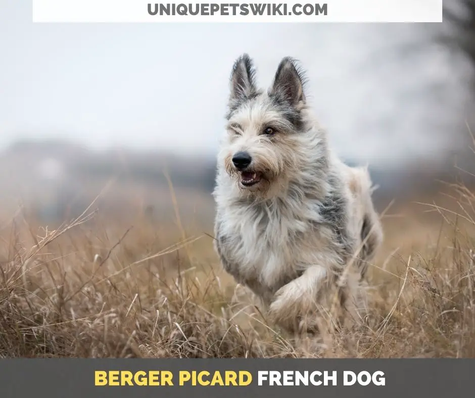  Berger Picard