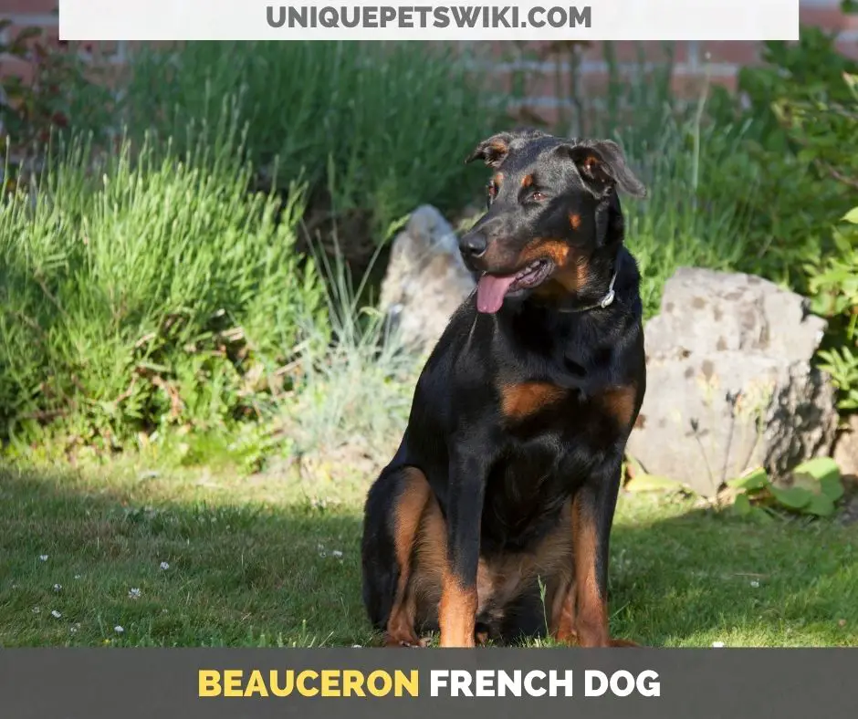 Beauceron French dog