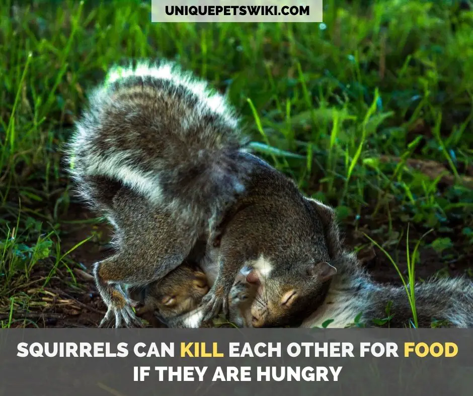 squirrels can kill each other for food
