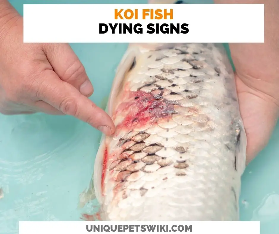 8 Koi Fish Dying Signs