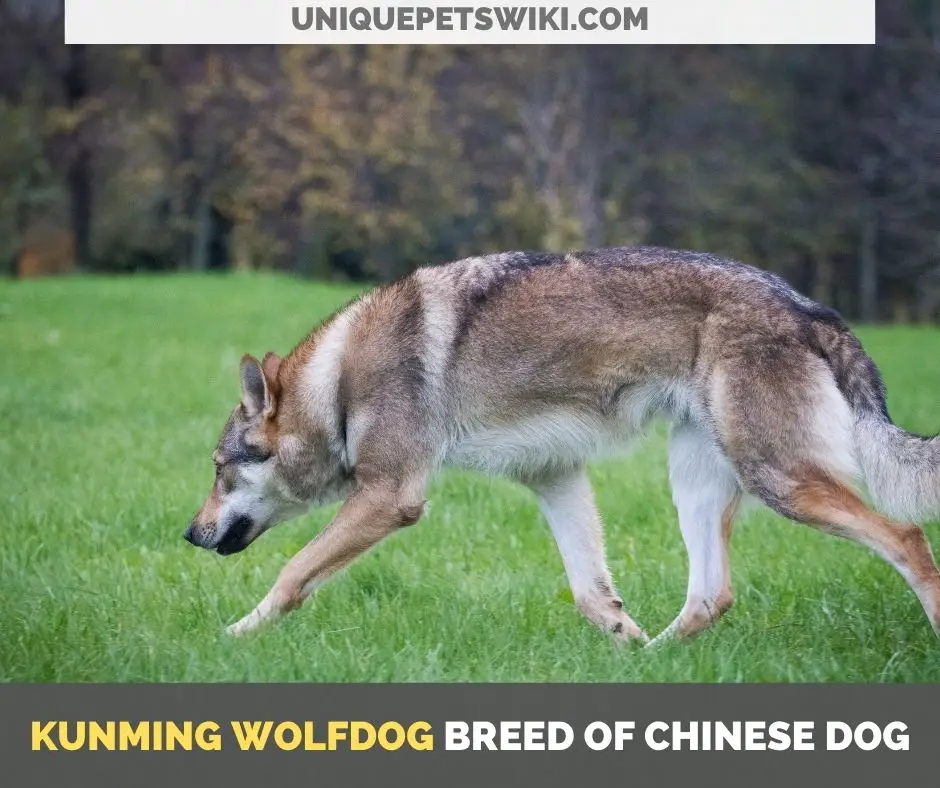 Kunming Wolfdog breed of Chinese dog
