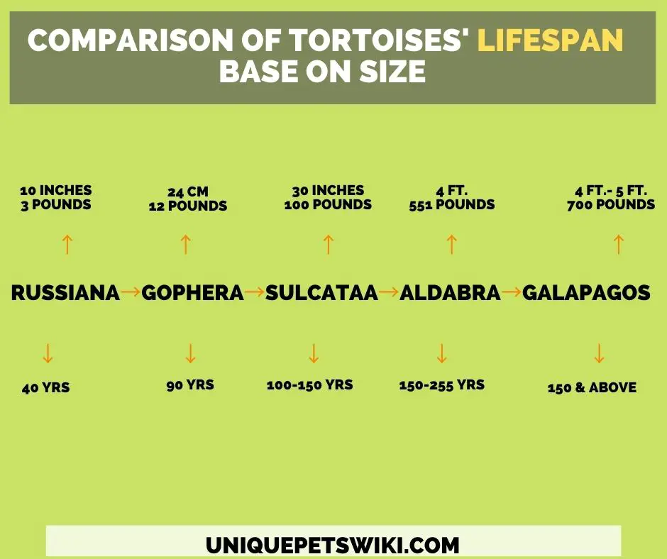 A table of tortoises' lifespan based on size