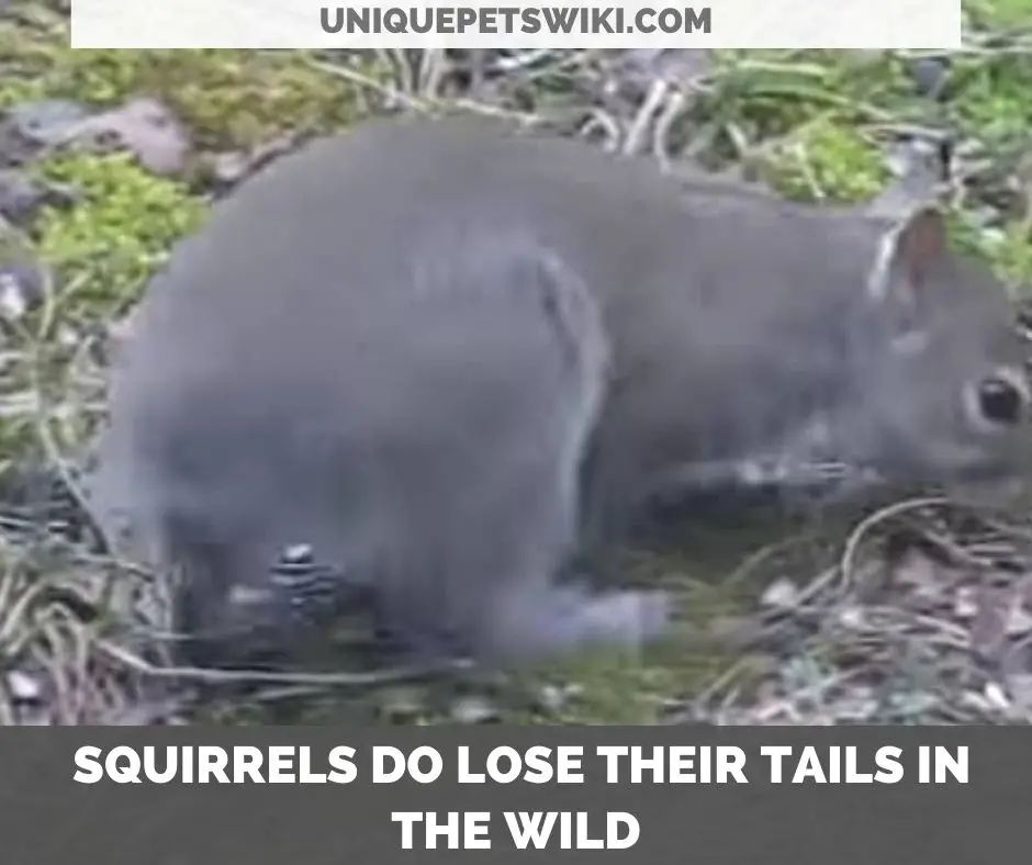 do squirrels lose their tails