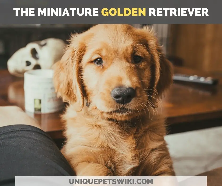 the miniature golden retriever