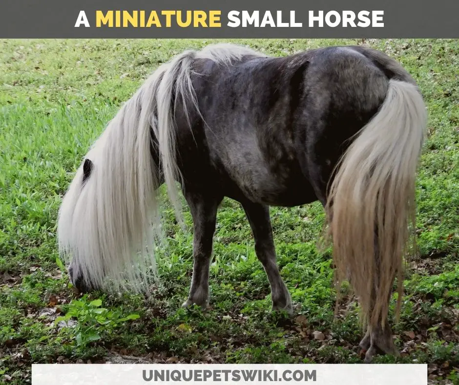 a miniature horse