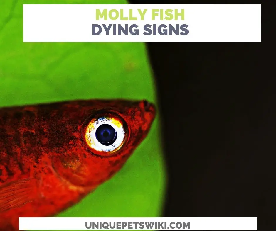 Ten (10) Signs Of A Dying Molly Fish