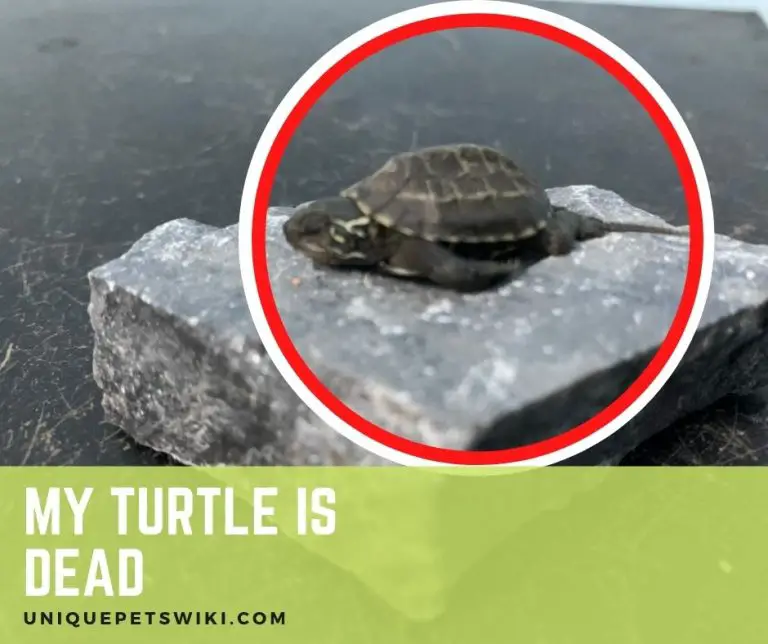 8 Signs To Tell If A Turtle Is Dying - Signs A Turtle Is Dying