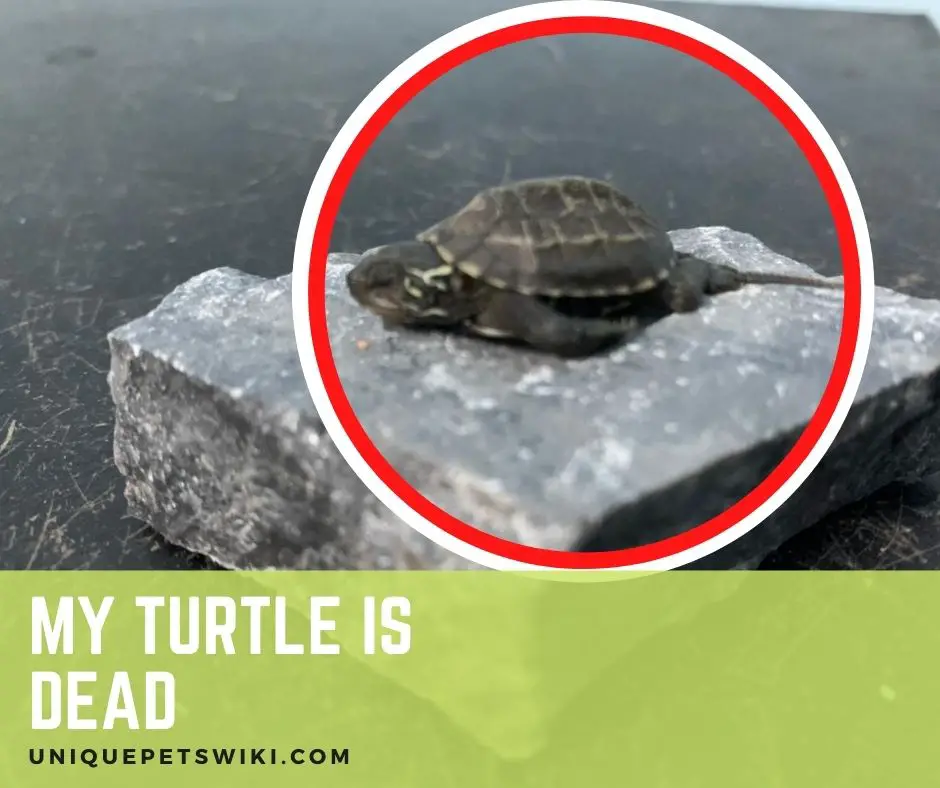Signs A Turtle Is Dying