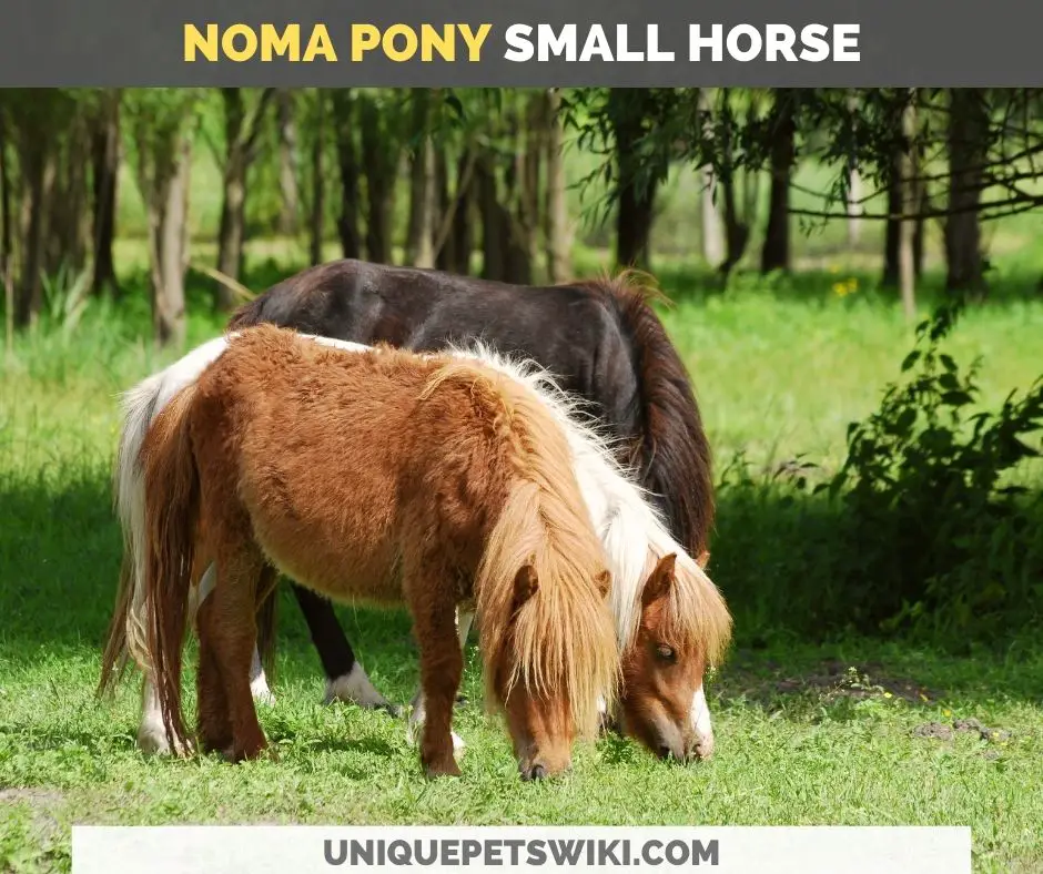 noma small horse