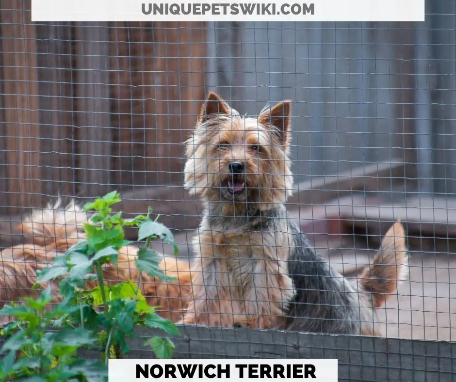 Norwich Terrier small energetic dog