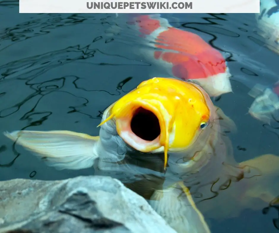 a fish gasping for air