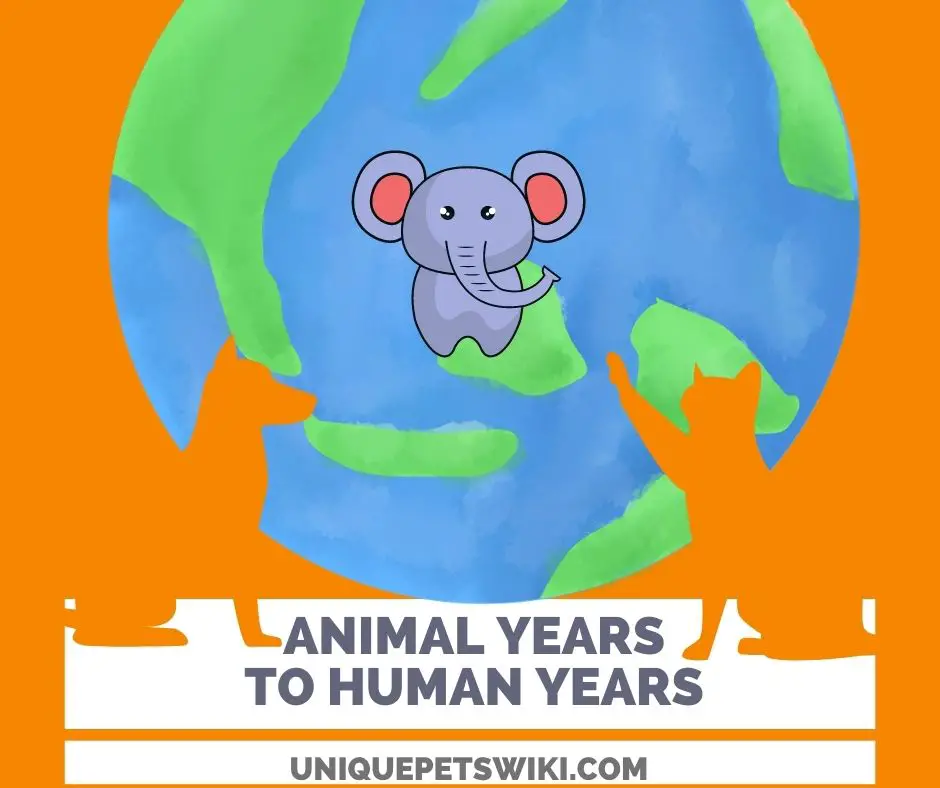 Animal Years To Human Years