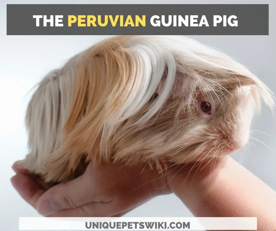 the Peruvian guinea pig
