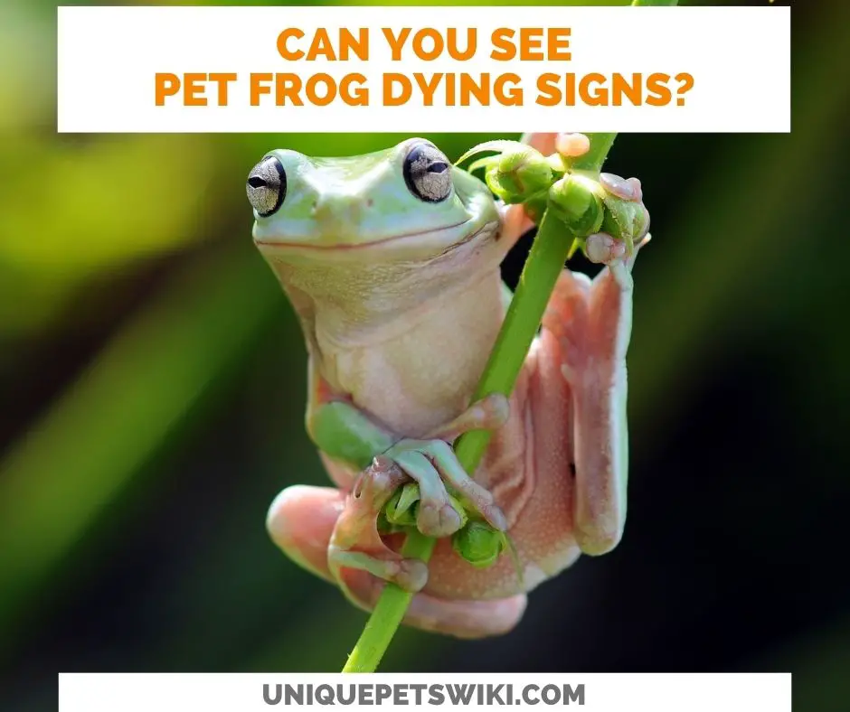 15 Signs Of A Dying Frog (Pet Frog)