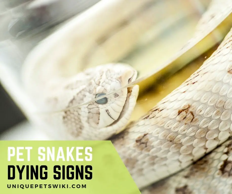 Pet snakes dying signs