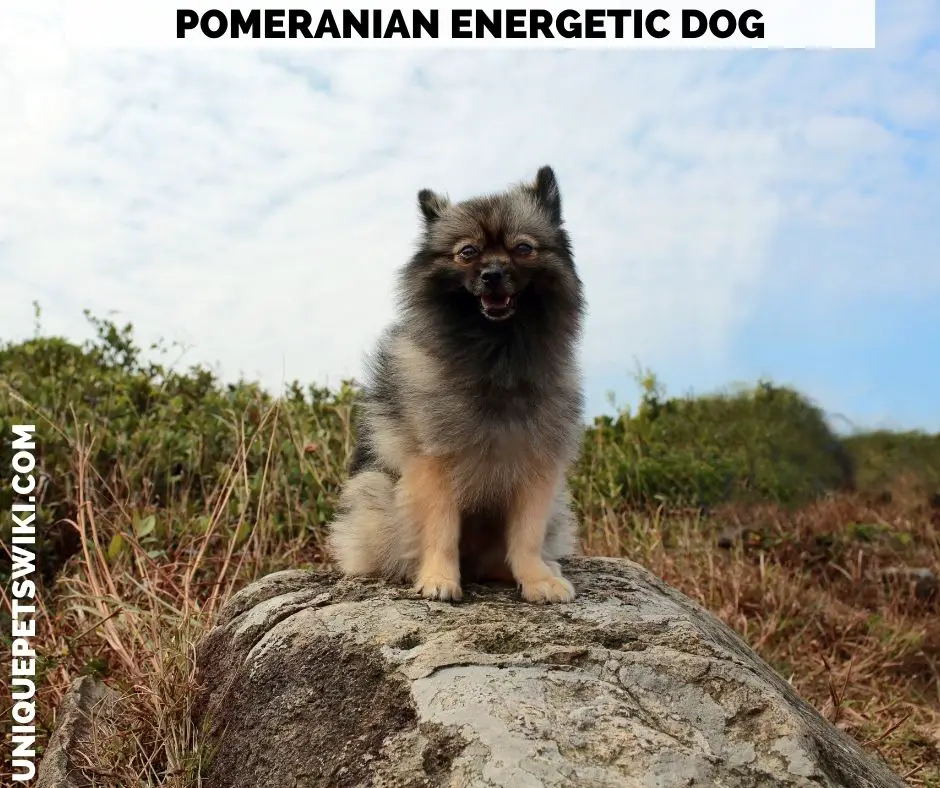 Pomeranian energetic dog