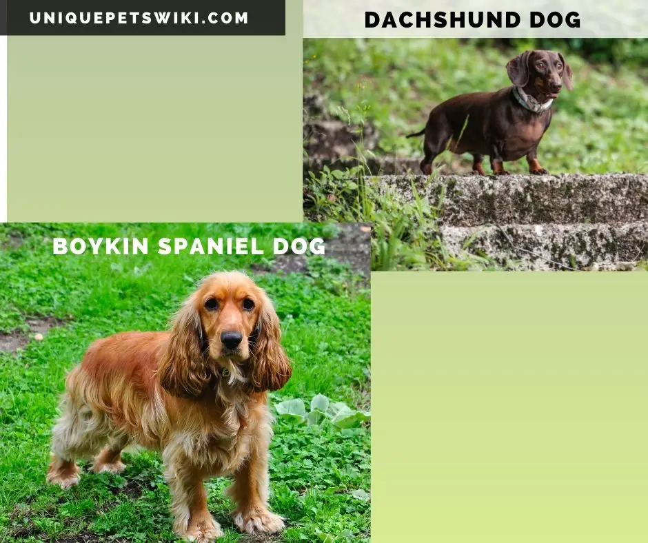 Boykin Spaniel and Dachshund small hunting dogs