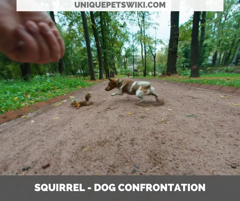 do squirrels attack dogs