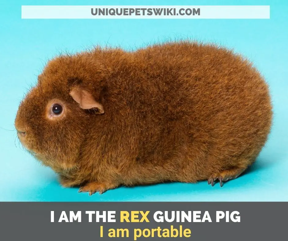 ex guinea pig