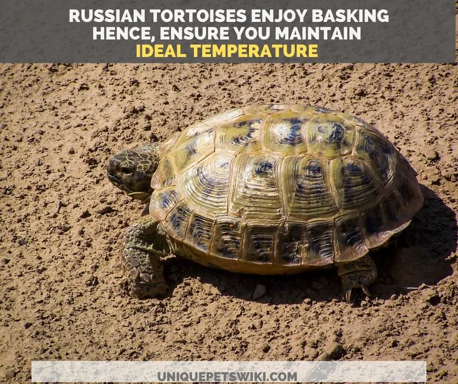 Russian tortoise in the wild basking