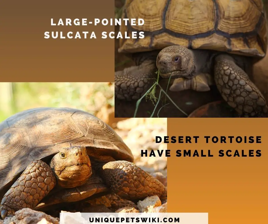scale difference between sulcata & desert tortoise