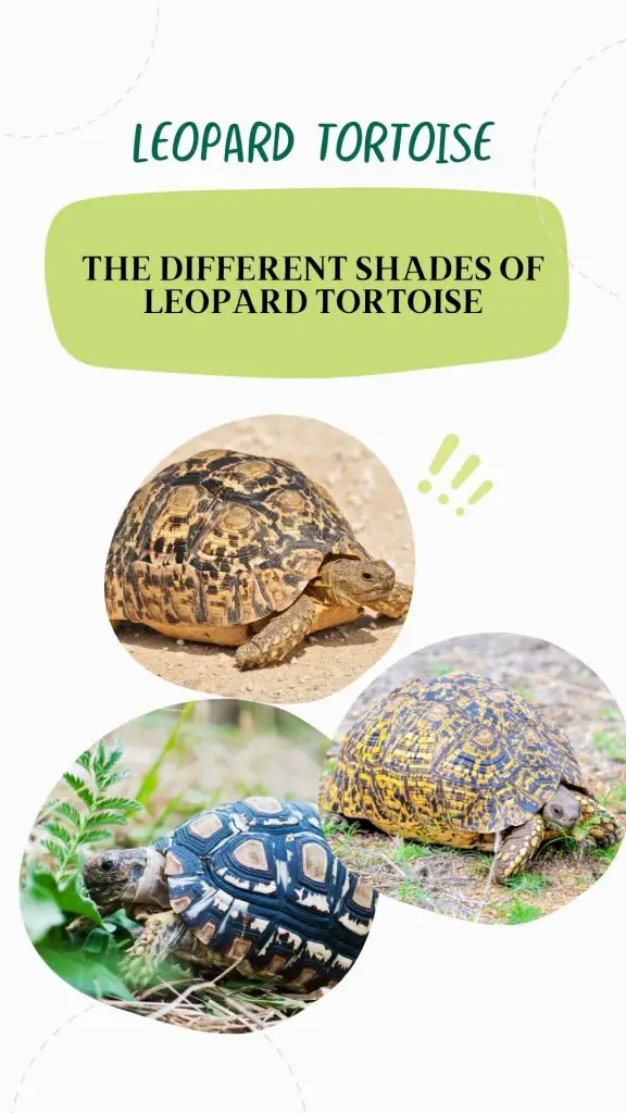different looks of leopard tortoise