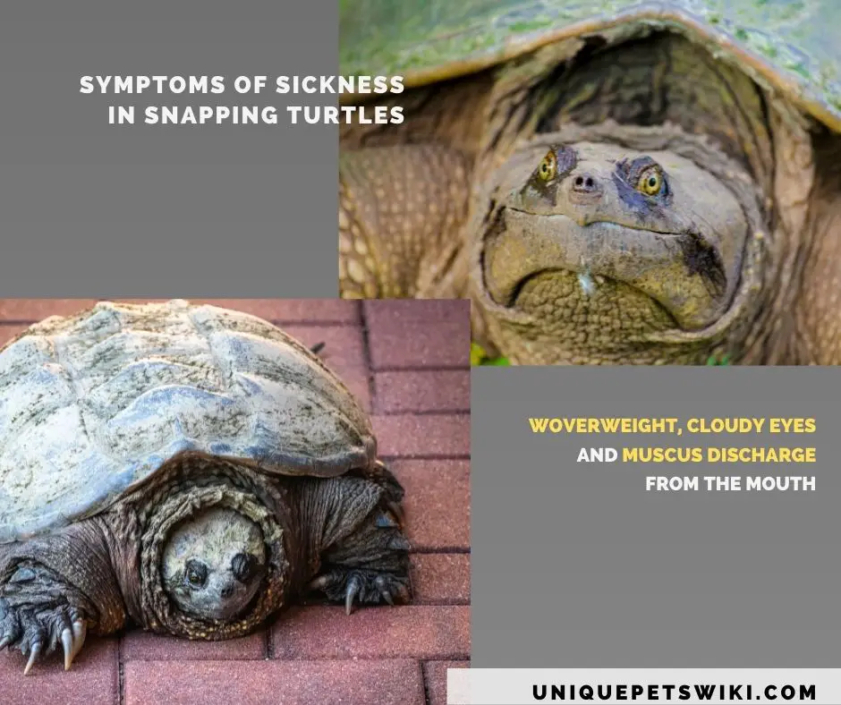 symptoms of ill health in pet snapping turtle.