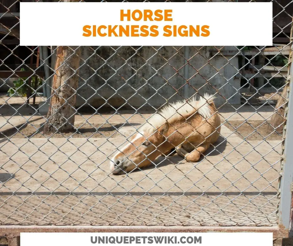 Signs Of A Sick Horse