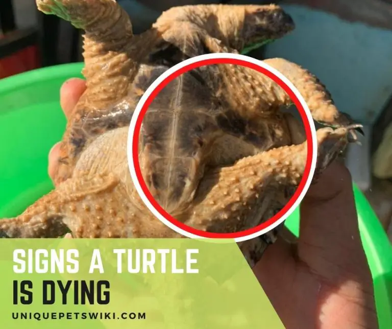 8 Signs To Tell If A Turtle Is Dying - Signs A Turtle Is Dying