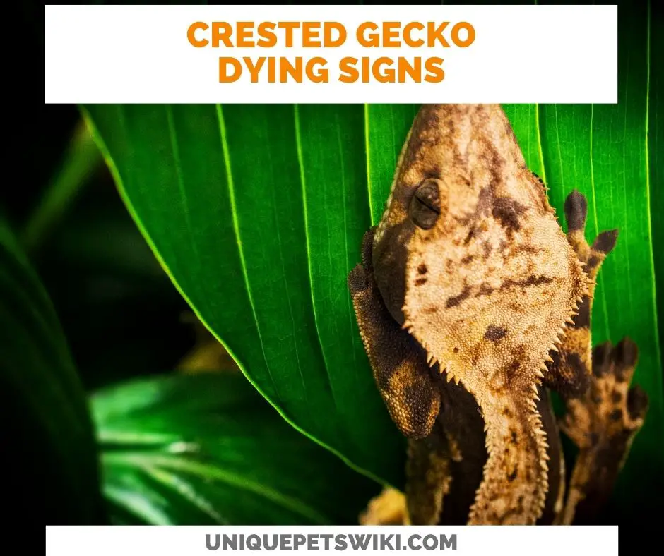8 Crested Gecko Dying Signs