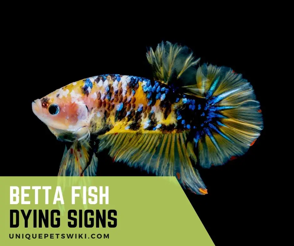 Signs Of A Dying Betta Fish