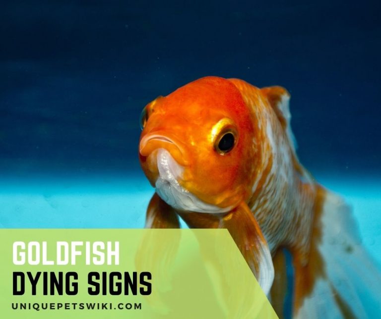 15 Signs of A Dying GoldFish (With Pictures)