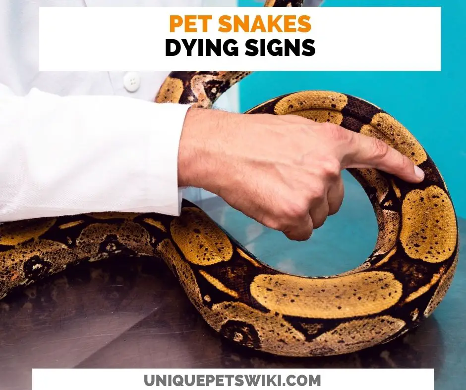 08 Pet Snake Dying Signs