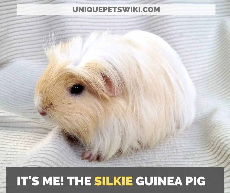 the silkie guinea pig