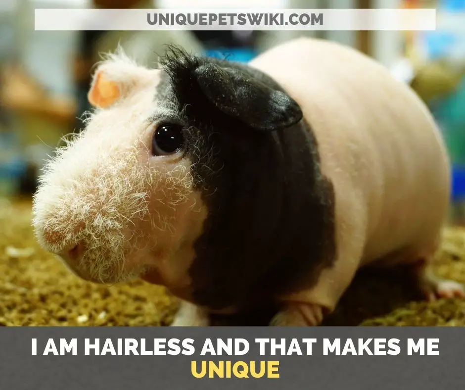 the Skinny guinea pig