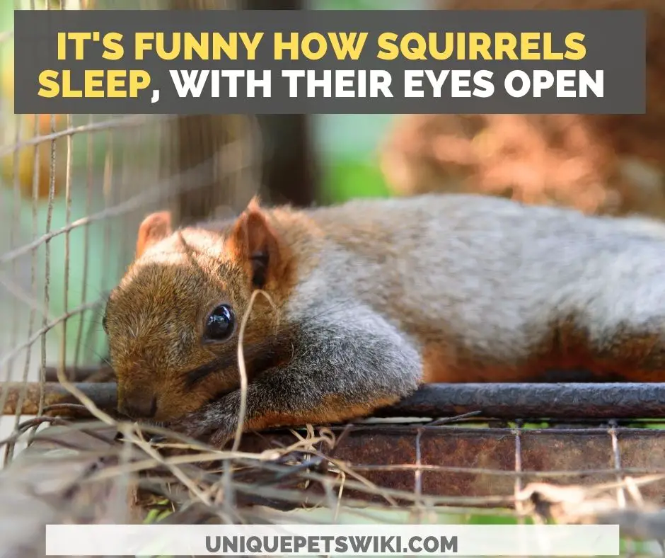 A sleeping Squirrel