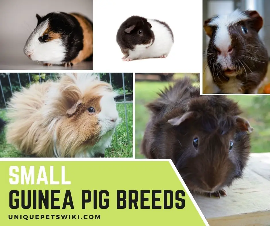 Small guinea pig breeds