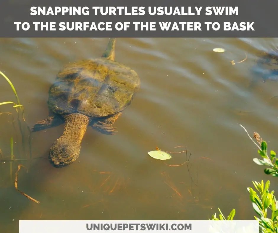 snapping turtle basking