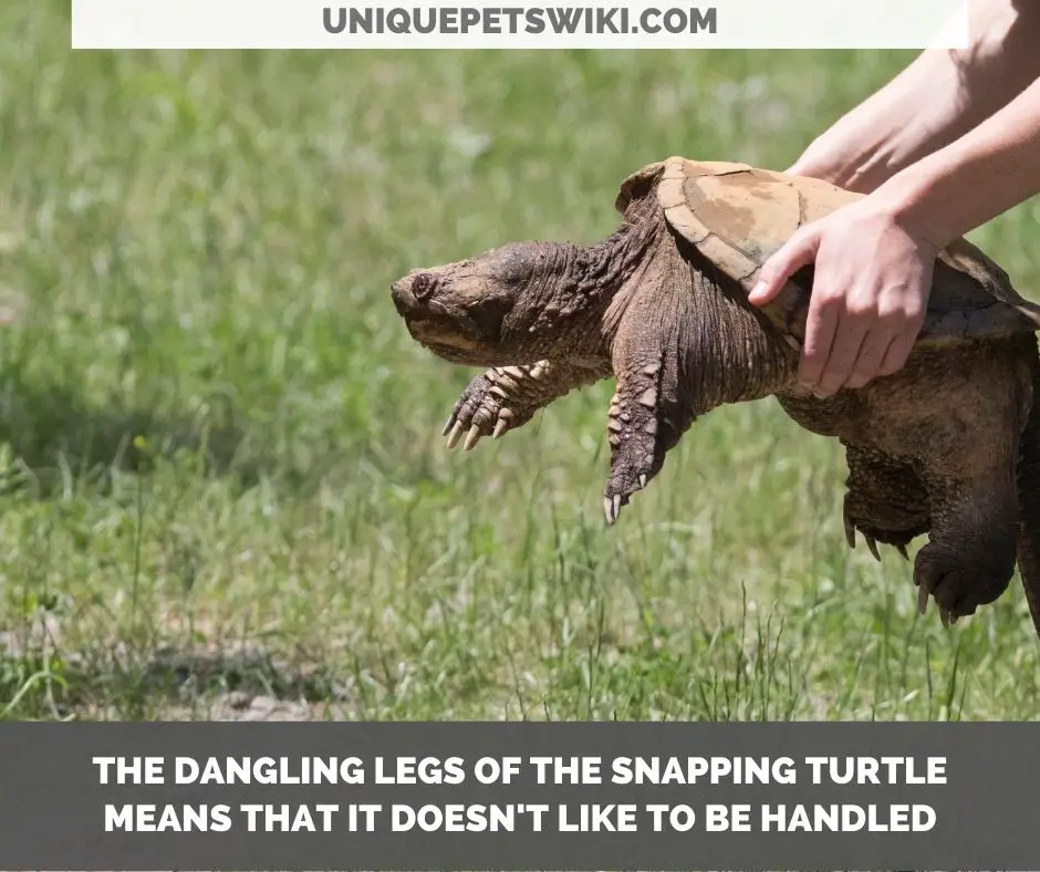 handling a snapping turtle