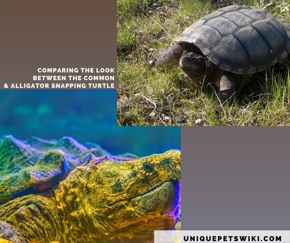 snapping turtles subspecies differentiated