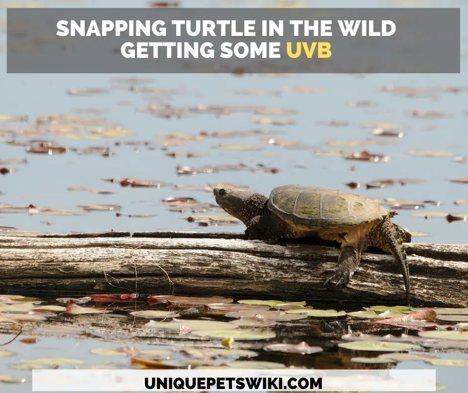 where do snapping turtles live?