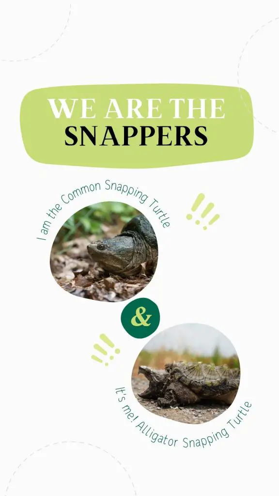 The two sub-species of snapping turtles: the Common and the Alligator snapping turtles