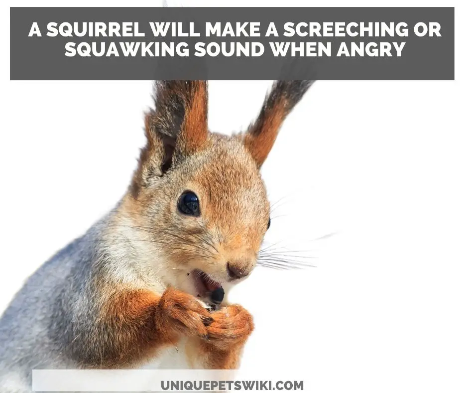 do squirrel bark