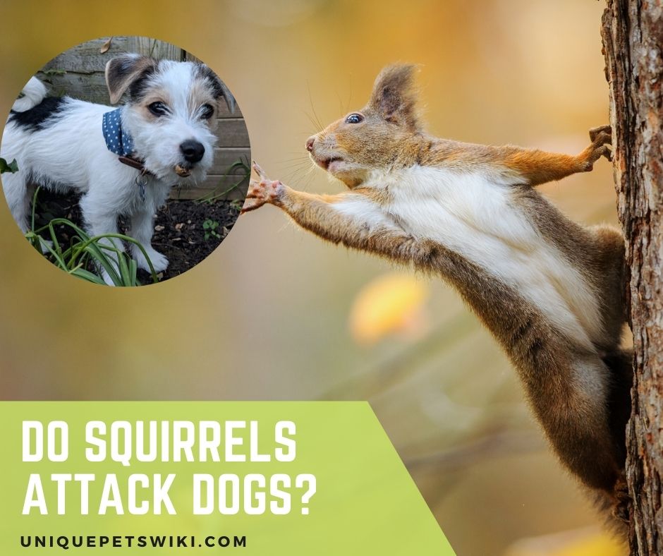 Do Squirrels Attack Dogs Can Backyard Squirrels Kill Your Dogs