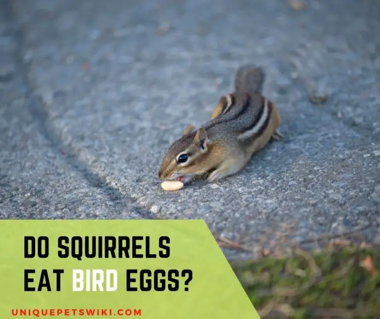 Do Squirrels Eat Bird Eggs? Secrets You Need To Know